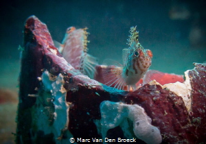 residents off chimney pipe off ALma Jane Puerto Gallera by Marc Van Den Broeck 